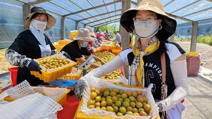 天山腳下的黃金果實(shí) 察布查爾樹上干杏遠(yuǎn)銷內(nèi)地市場(chǎng)